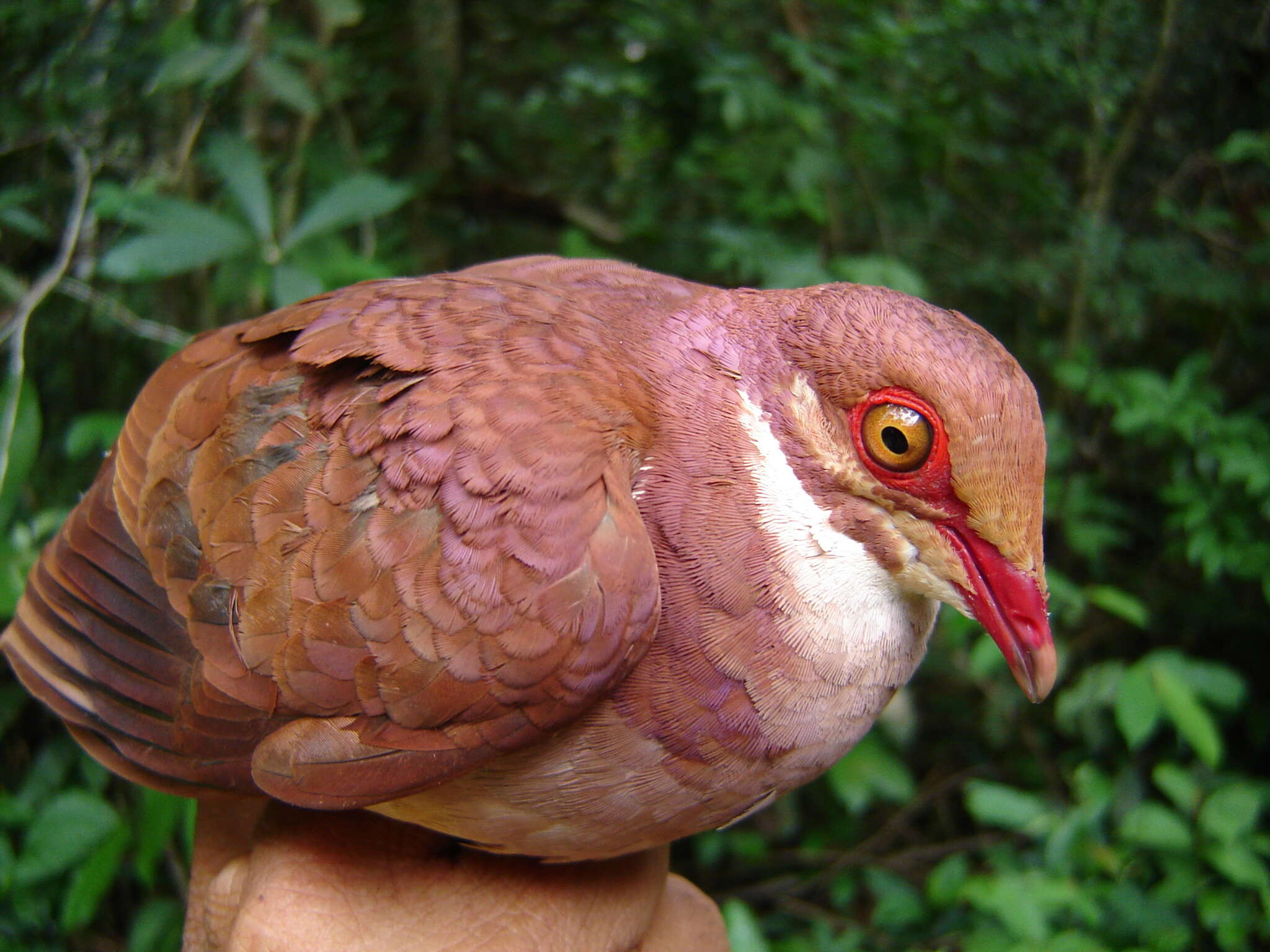 Image of Ruddy Quail-Dove