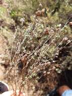 Image of Thymus capitellatus Hoffmanns. & Link