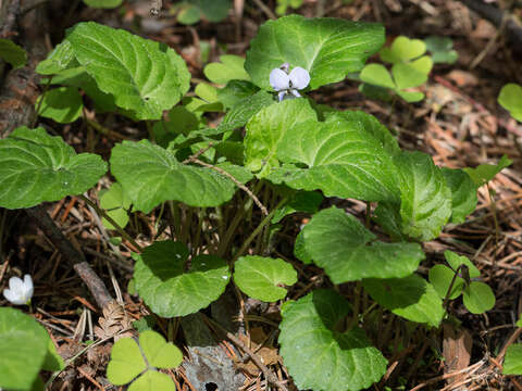 Image of Selkirk's violet