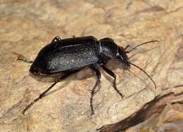 Imagem de Calosoma (Caminara) denticolle Gebler 1833