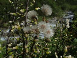 Image de Petasites kablikianus Tausch ex Berchtold