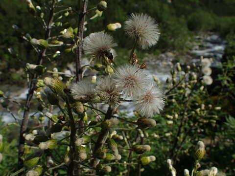 Image de Petasites kablikianus Tausch ex Berchtold