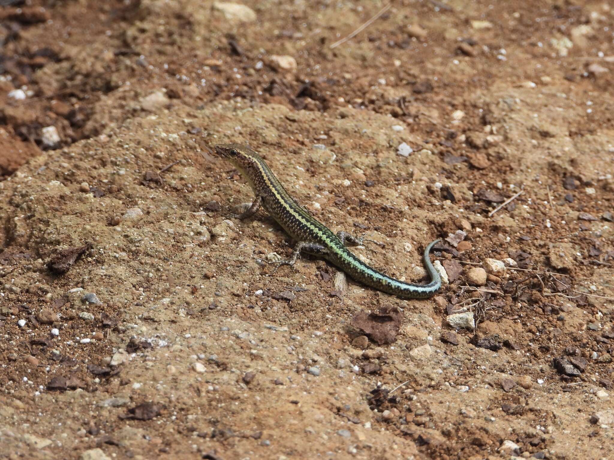 Image de Cryptoblepharus egeriae (Boulenger 1888)