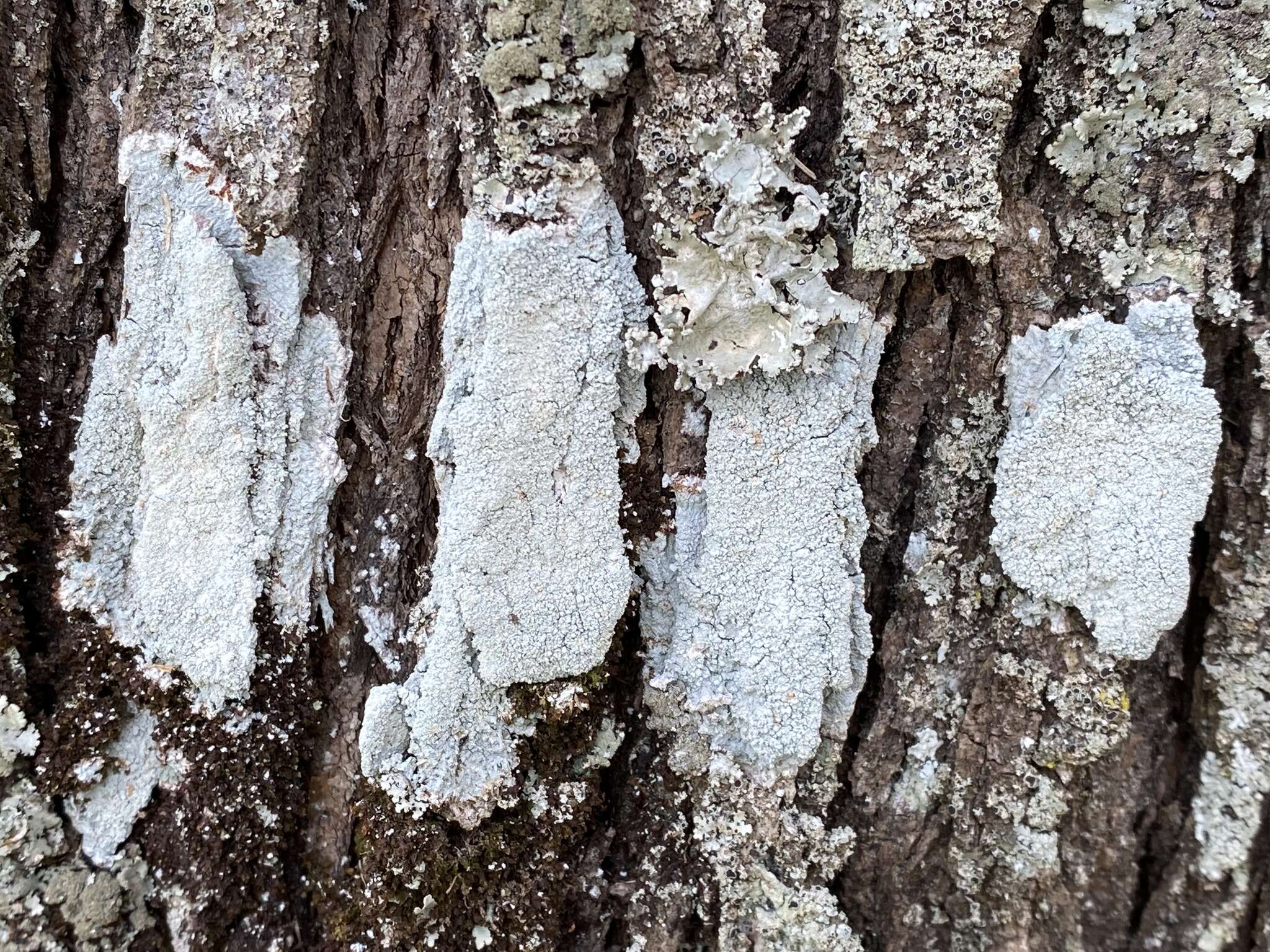 Image of Lepra pustulata (Brodo & W. L. Culb.) Lendemer & R. C. Harris 2017