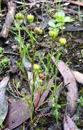 Image of Brachyscome perpusilla (Steetz) J. Black