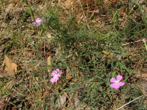 صورة Dianthus campestris M. Bieb.