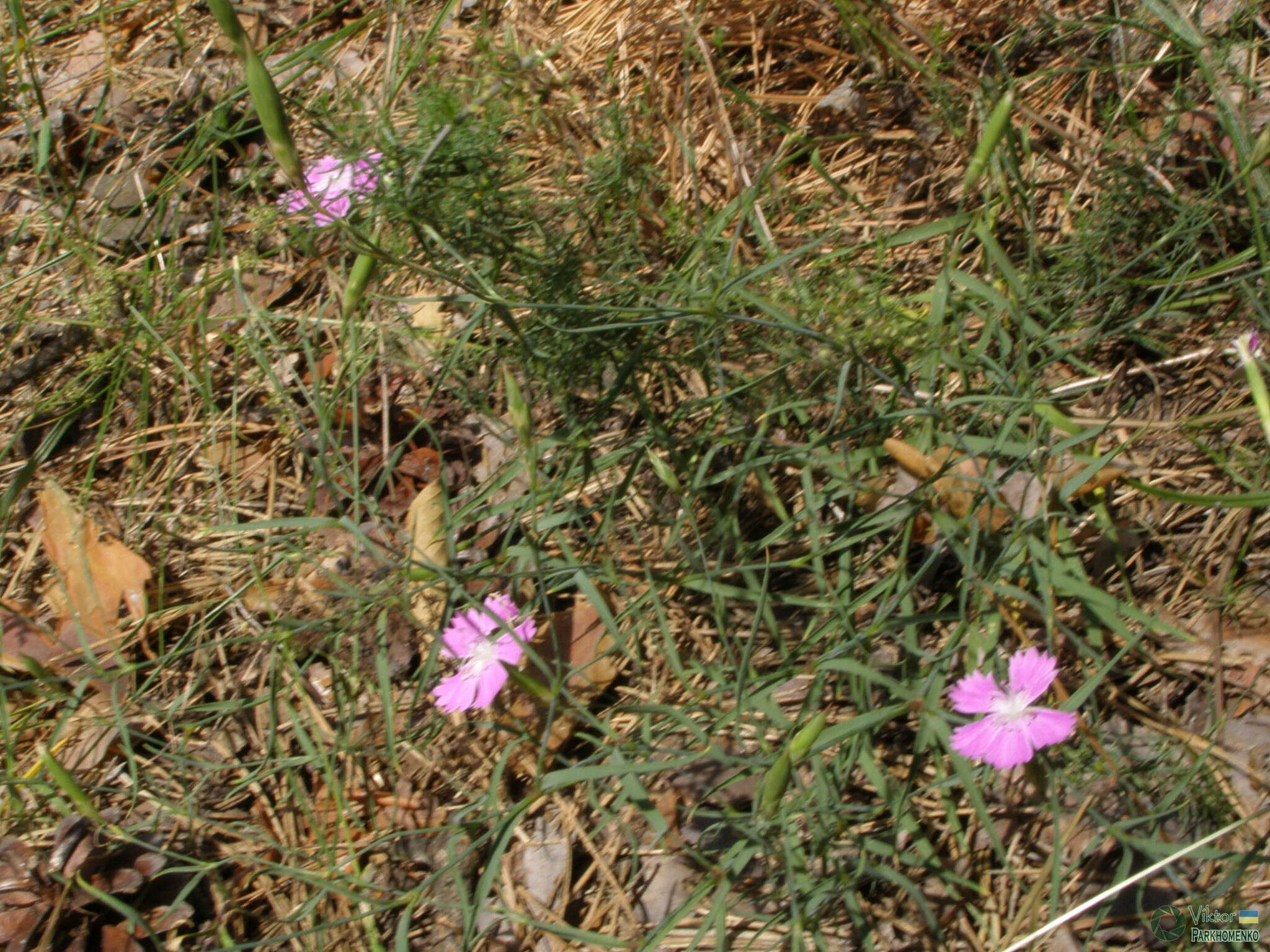 صورة Dianthus campestris M. Bieb.