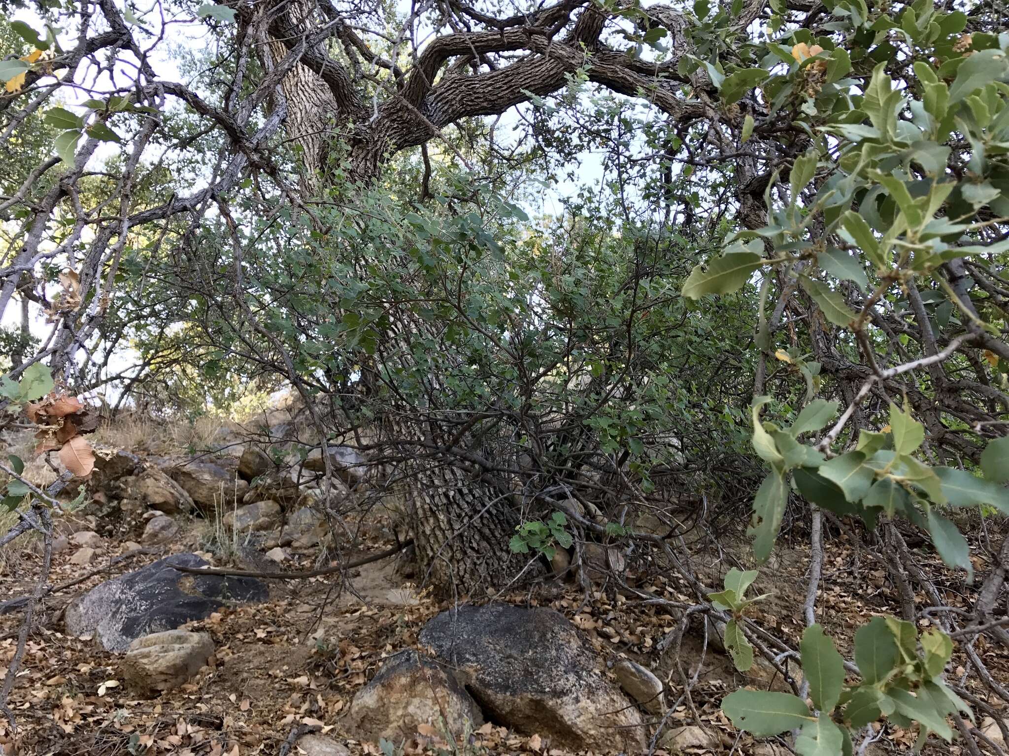 Image of Arizona White Oak