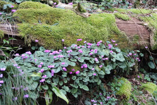 Image of Cyclamen coum subsp. caucasicum (C. Koch) O. Schwarz