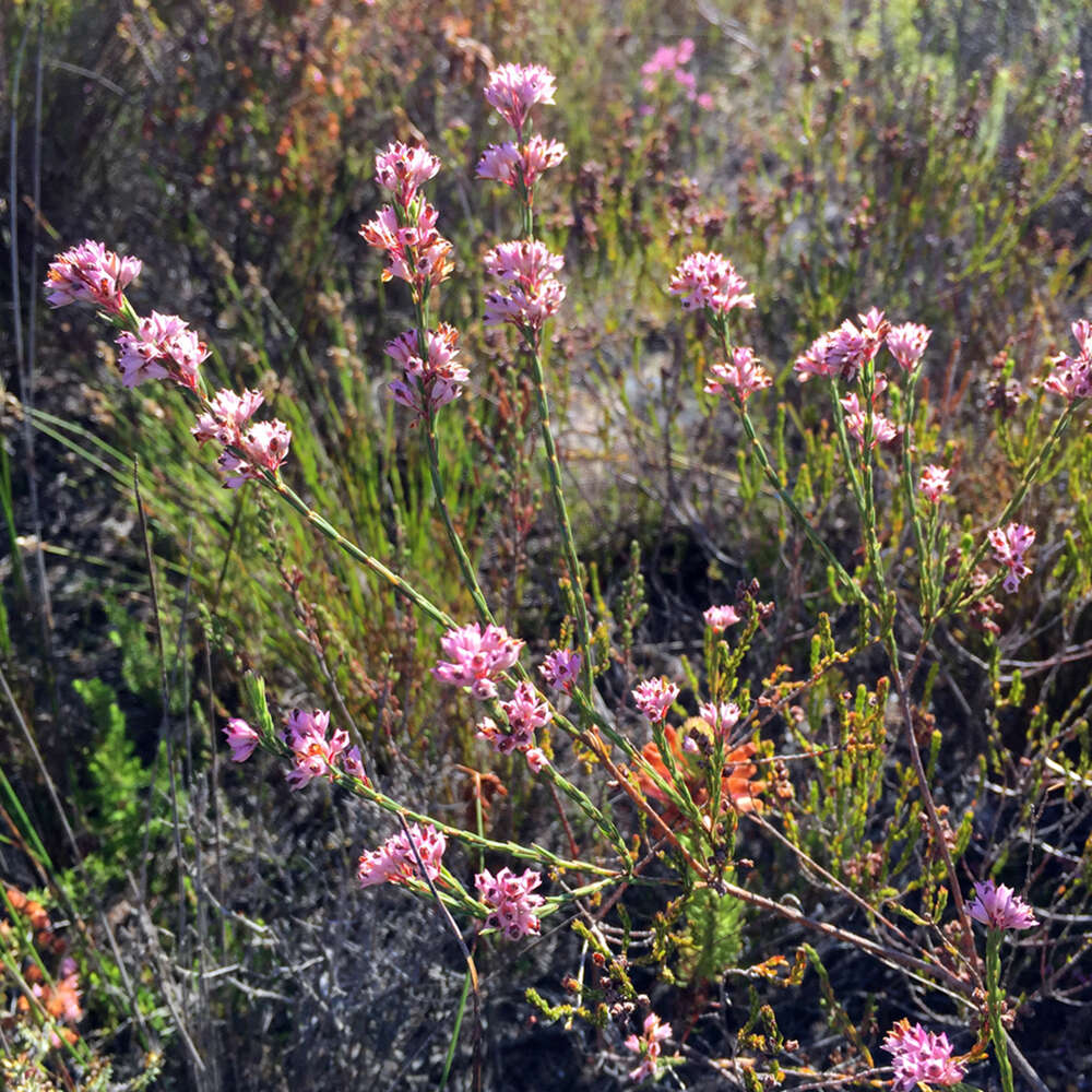 Image of Erica articularis var. articularis