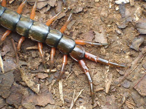 Image of Scolopendra japonica L. Koch 1878