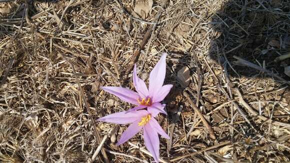 Image of Colchicum stevenii Kunth