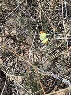 Image of Desert Orangetip