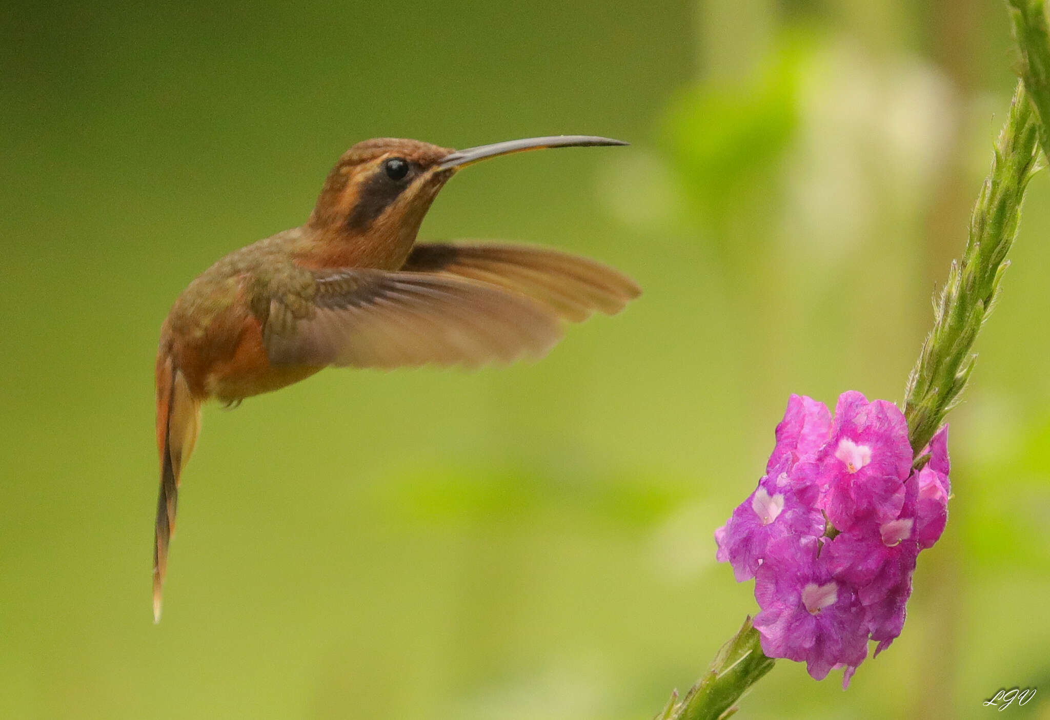 Image of Stripe-throated Hermit