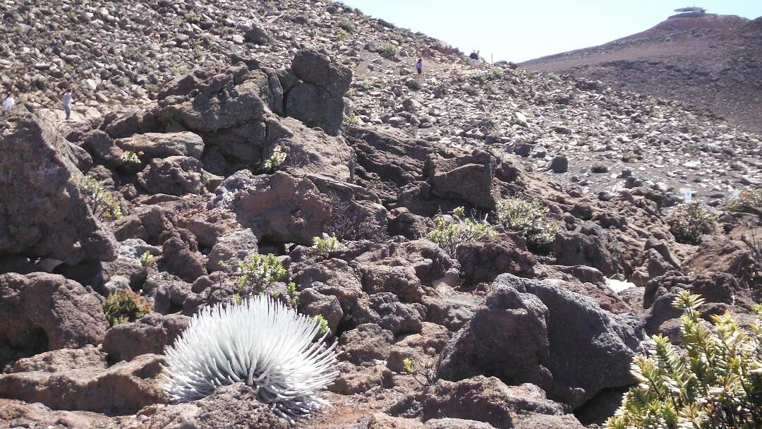 Слика од Argyroxiphium sandwicense subsp. macrocephalum (A. Gray) A. Meyrat