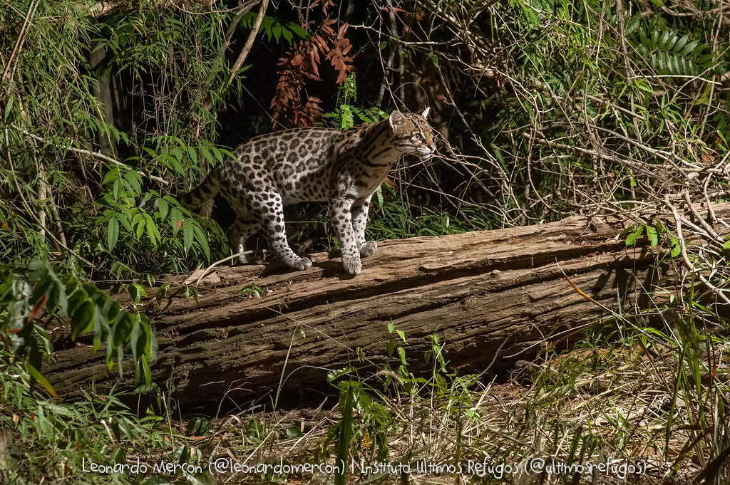 Image of Leopardus pardalis mitis (F. G. Cuvier 1820)