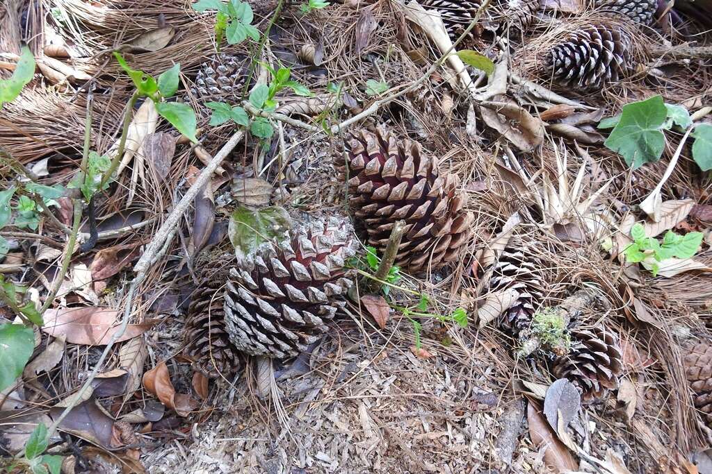 Imagem de Pinus montezumae Lamb.