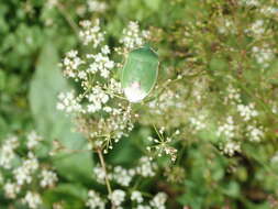 Image of Chlorochroa (Chlorochroa) persimilis Horvath 1908