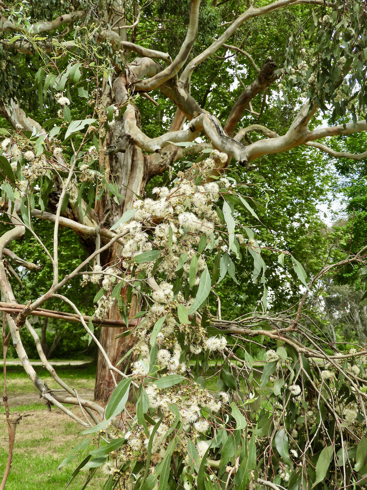 Imagem de Eucalyptus strzeleckii K. Rule