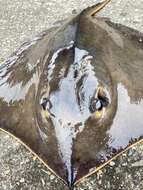 Image of Brown stingray