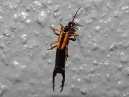 Image of Lined Earwig