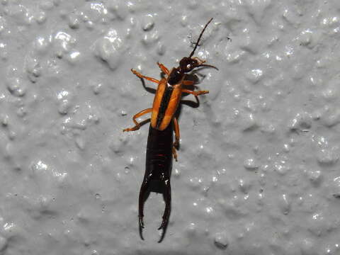 Image of Lined Earwig