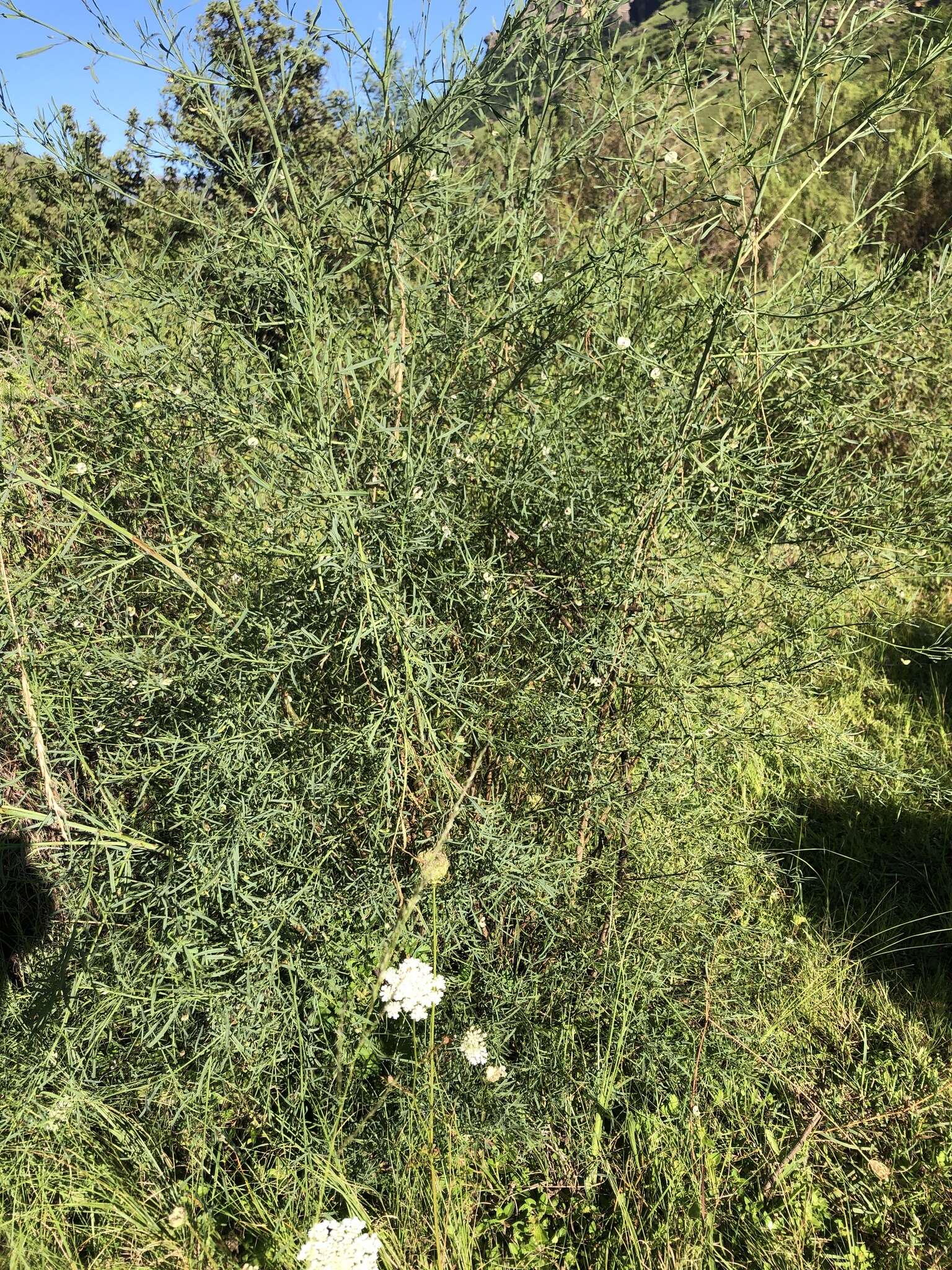 Image of Psoralea oligophylla Eckl. & Zeyh.