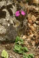 Image of Siberian Primrose