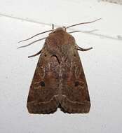 Imagem de Orthosia hibisci Guenée 1852