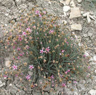 Image de Reaumuria alternifolia (Labill.) Britten