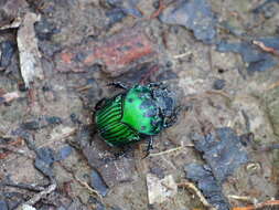 Image of Green Devil Beetle