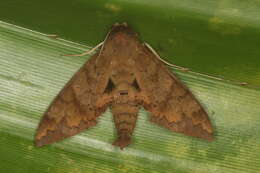 Image of False Fig Sphinx Moth