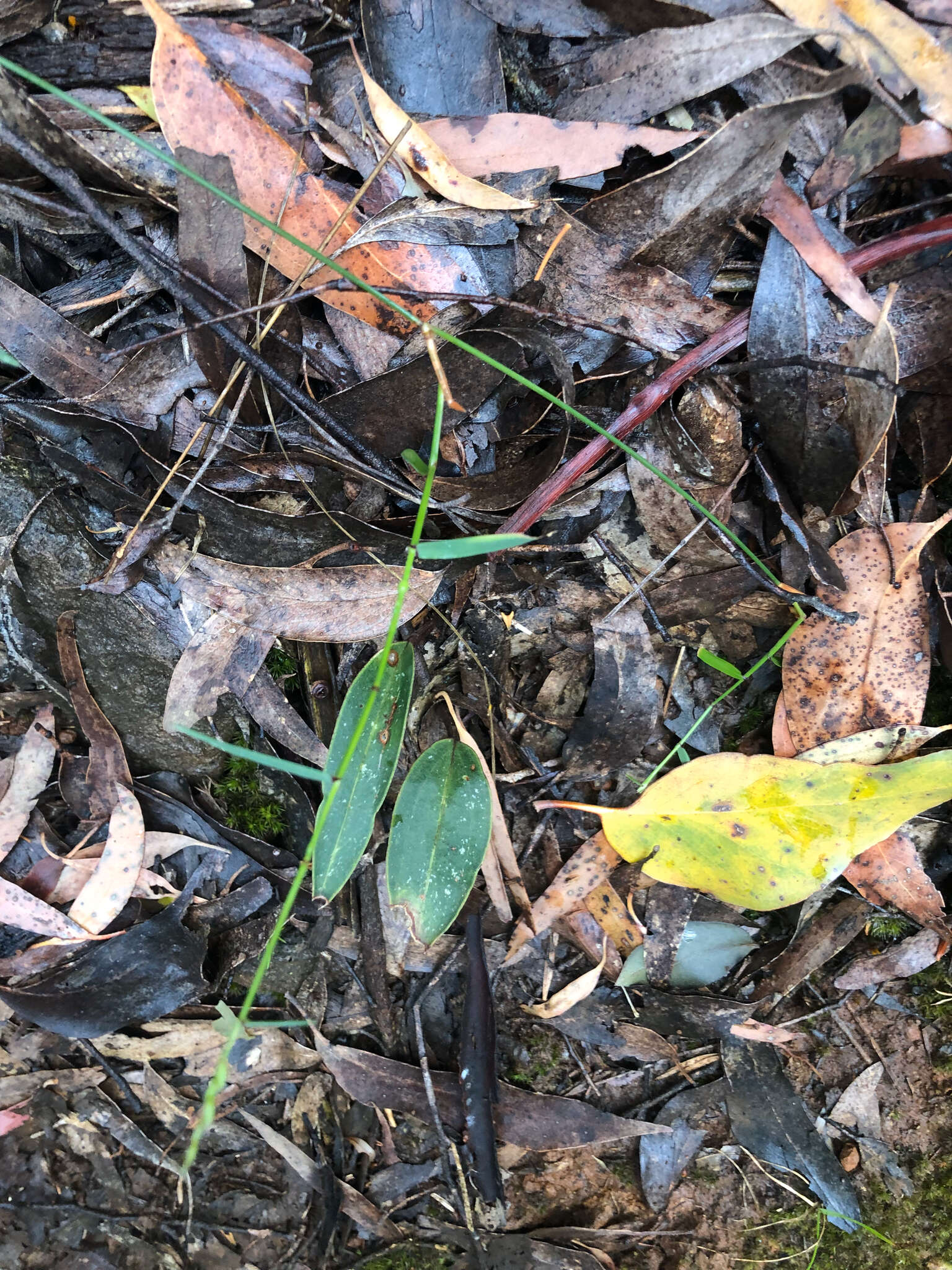 Image of Small tongue orchid