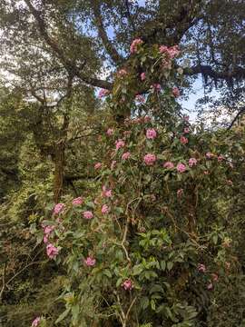 Image of Luculia gratissima (Wall.) Sweet