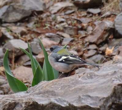 Fringilla coelebs africana Levaillant & J 1850的圖片