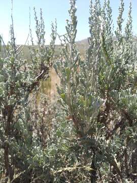 Image of Wyoming big sagebrush