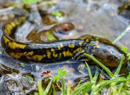 Image of Mountain Stream Siredon