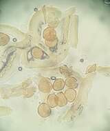 Sivun Gymnosporangium yamadae Miyabe ex G. Yamada 1904 kuva