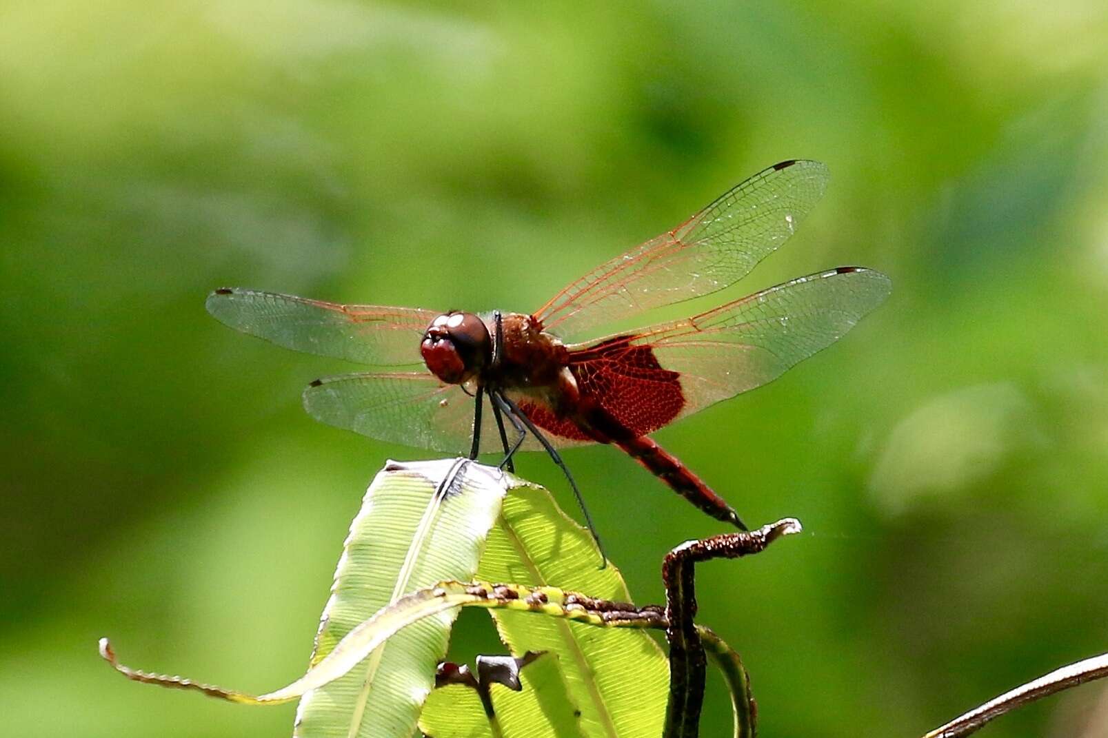 Imagem de Tramea eurybia Selys 1878