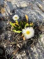 Image of Skiatophytum skiatophytoides (Leistn.) Klak