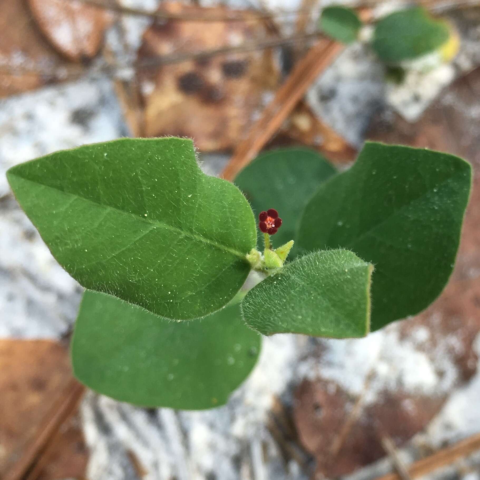 Sivun Euphorbia exserta (Small) Coker kuva