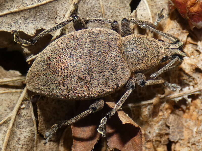 Imagem de Otiorhynchus (Otiorhynchus) bisulcatus (Fabricius 1781)