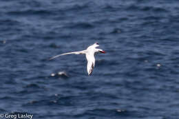 Image of Red-billed Tropicbird