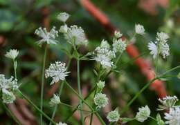 Imagem de Astrantia carniolica Jacq.