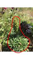 Echium acanthocarpum Svent.的圖片