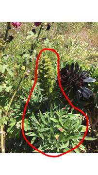 Echium acanthocarpum Svent. resmi