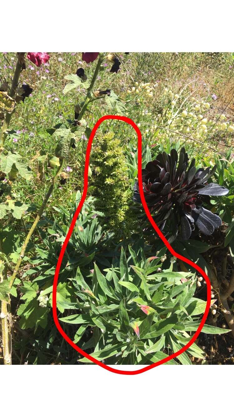 Imagem de Echium acanthocarpum Svent.