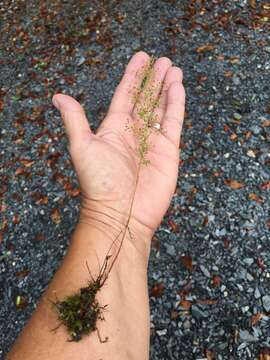 Image of Illinois pinweed