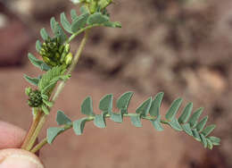 Image of Astragalus curvicarpus var. curvicarpus