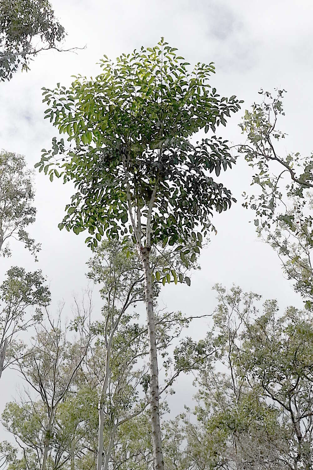 Image of Celery Wood